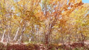 秋大会翌日の紅葉🍁